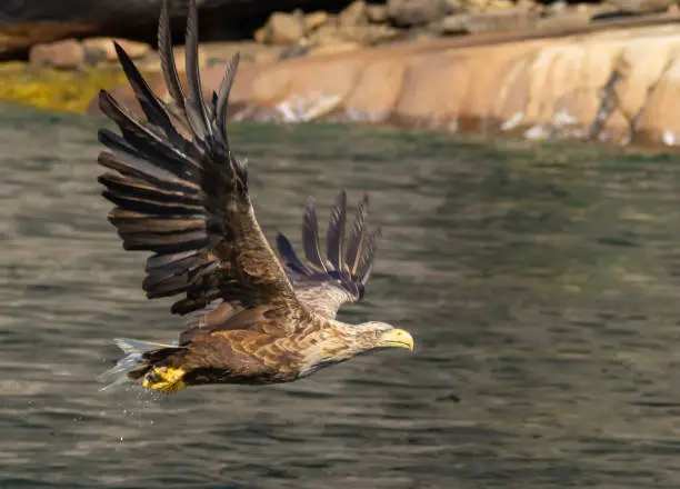 Photo of White-tailed eagle (Haliaeetus albicilla) also known as sea eagle fishing on the spectacular waters of the Trollfjord (Trollfjorden), Lofoten Islands, Nordland, Norway