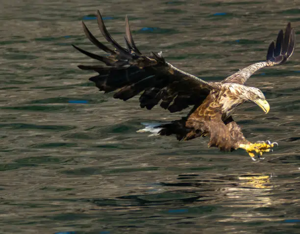 Photo of White-tailed eagle (Haliaeetus albicilla) also known as sea eagle fishing on the spectacular waters of the Trollfjord (Trollfjorden), Lofoten Islands, Nordland, Norway