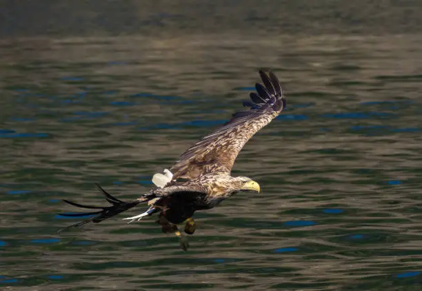 Photo of White-tailed eagle (Haliaeetus albicilla) also known as sea eagle fishing on the spectacular waters of the Trollfjord (Trollfjorden), Lofoten Islands, Nordland, Norway