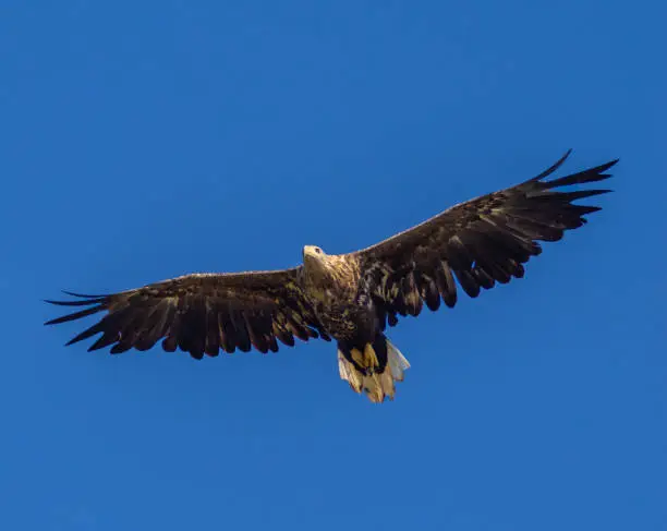 Photo of White-tailed eagle (Haliaeetus albicilla) also known as sea eagle fishing on the spectacular waters of the Trollfjord (Trollfjorden), Lofoten Islands, Nordland, Norway