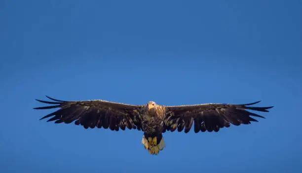 Photo of White-tailed eagle (Haliaeetus albicilla) also known as sea eagle fishing on the spectacular waters of the Trollfjord (Trollfjorden), Lofoten Islands, Nordland, Norway