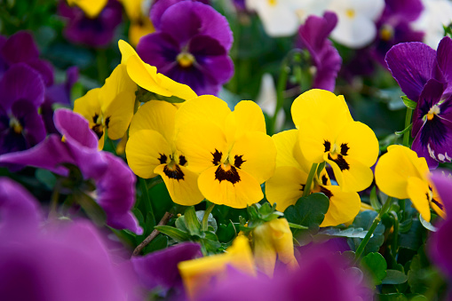 Flowerbed of multi-colored pansy flowers in the garden. Background of blooming pansy flowers. Close-up. Selective focus.