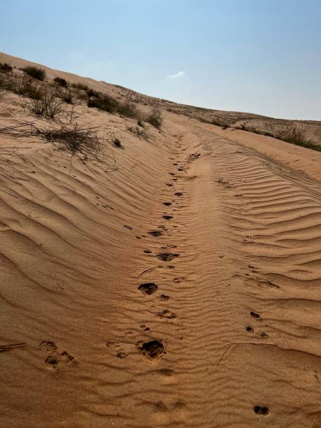 Wahabi Sands stock photo