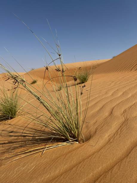 Wahabi Sands stock photo