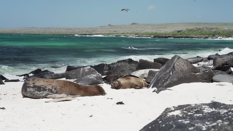 Group of galapagos sea lion, Zalophus wollebaeki, on the white sand beach of the galapagos islands in the pacific ocean of the coast of Ecuador with turquoise water in the background.