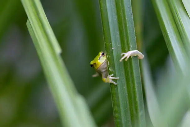 European tree frog (Hyla arborea) hiding in reed grass.