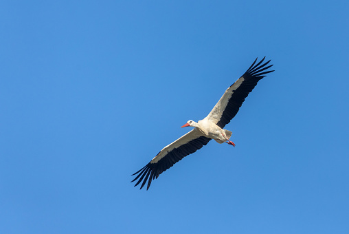 Flying adult white stork (Ciconia ciconia) against a blue sky.