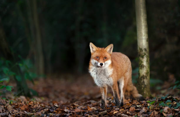 istock Close-up of a red fox in a forest in autumn 1684285954