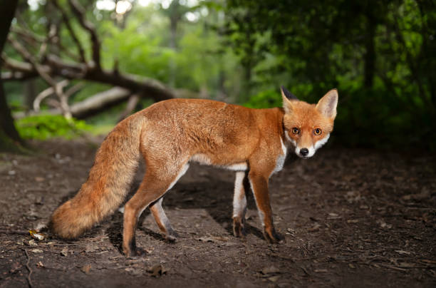 istock Close-up of a Red fox in a forest 1684286479