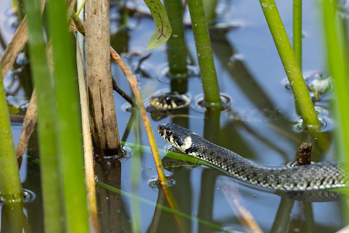 Two grass snakes (Natrix natrix) swimming in a pond between reed.