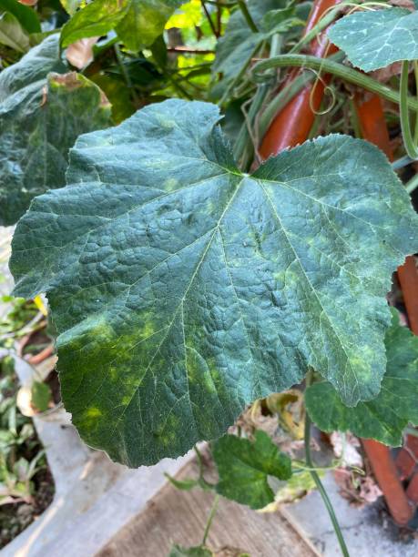 istock Leaves of kabocha squash tree 1684290213