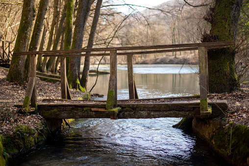 forest wooden bridge in autumn