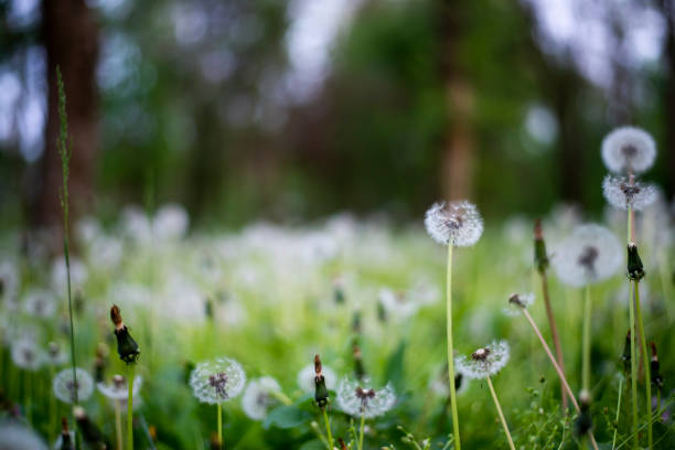 istock dandelion meadow close up at spring 1684295020