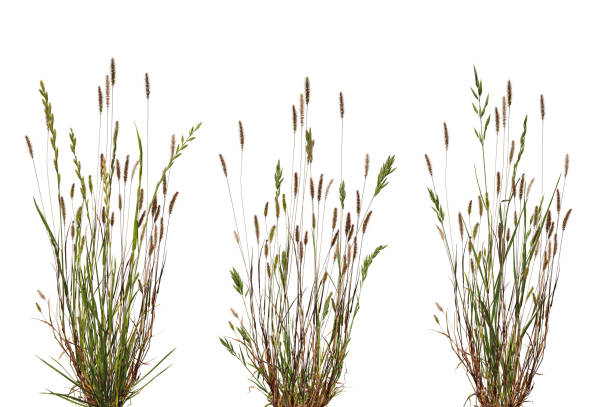 istock Bundles of meadow grass with spikelets isolated on white background. 1684304768