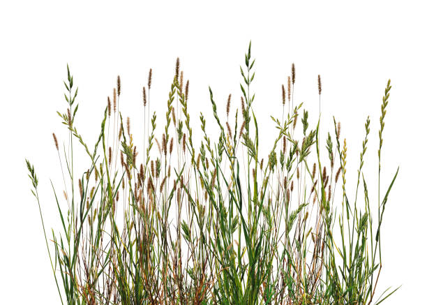 Meadow grass frame. Dry meadow grass with fluffy spikelets.