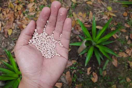 Human hand holding inorganic commercial fertilizer pellets. Chemical fertilizer for gardening concept.