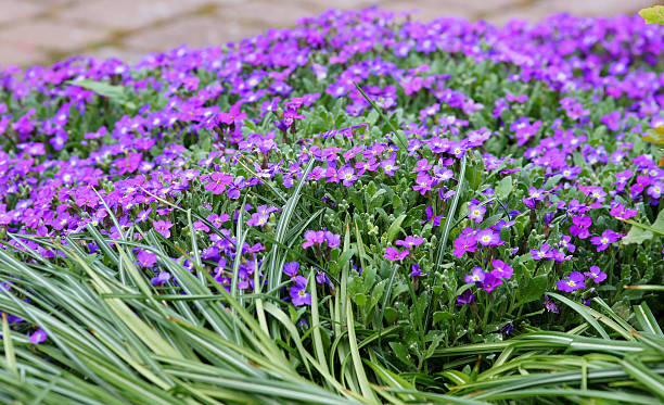 istock Aubrieta-Cultivars flowers 168432575