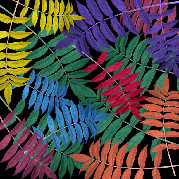 istock Abstract background. Bright multicolored acacia leaves on a black background. Top view. 1684339284