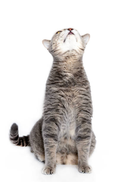 istock British shorthair cat reaching up 1684343032