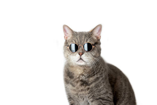 istock British shorthair cat wearing sunglasses 1684343553
