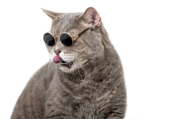 istock British shorthair cat wearing sunglasses 1684344091