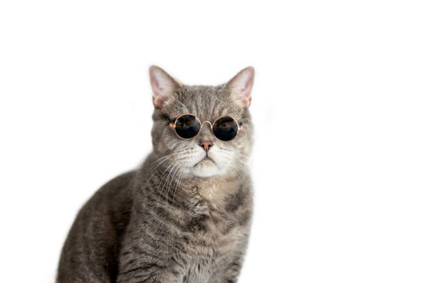 istock British shorthair cat wearing sunglasses 1684344407