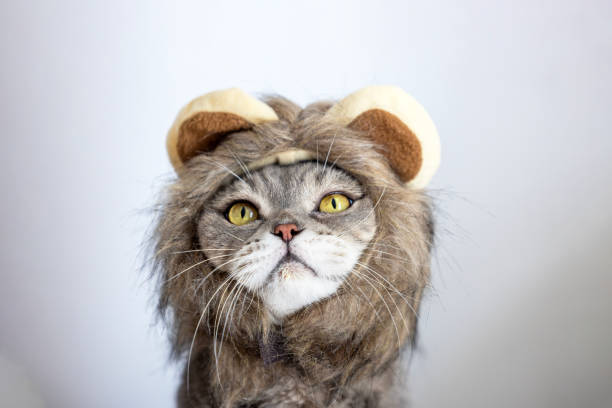 istock Funny British Shorthair cat with lion wig 1684345218