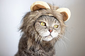 Funny British Shorthair cat with lion wig
