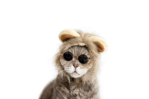 Funny British Shorthair cat with lion style
