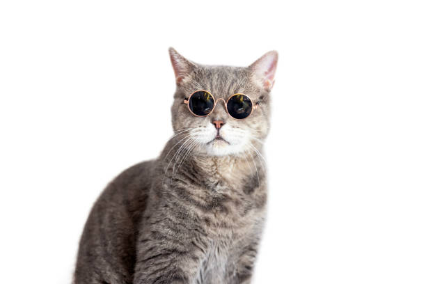 istock British shorthair cat wearing sunglasses 1684346860