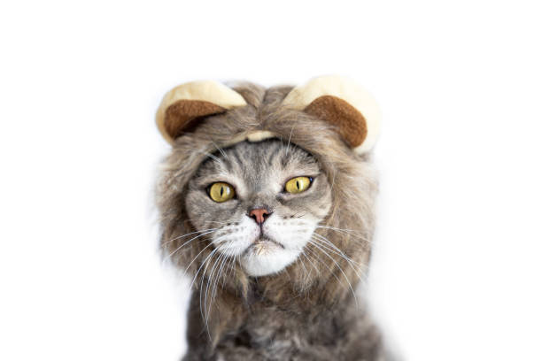 istock Funny British Shorthair cat with lion wig 1684346862