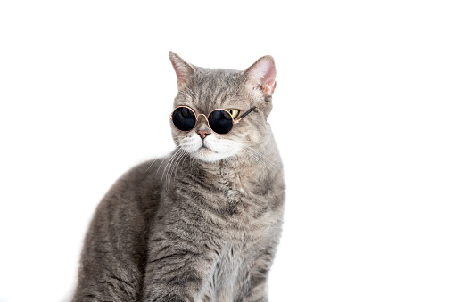 British shorthair cat wearing sunglasses isolated on white background