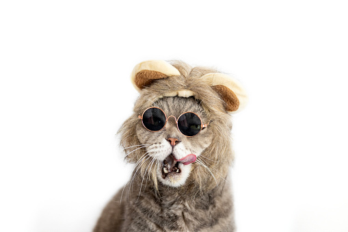 Yawning Funny British Shorthair cat with lion mane wig and sunglasses