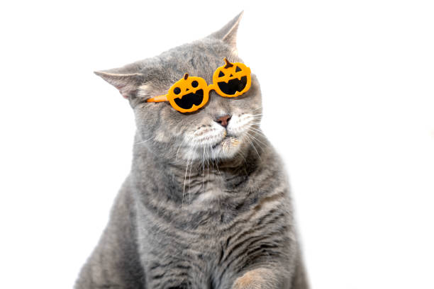 Portrait of Gorgeous fluffy black cat wearing moony sunglasses against darkness.