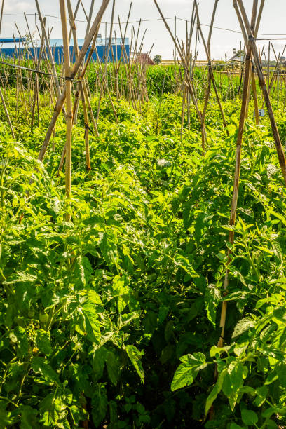 istock Tomato rows in Don Duong Lam Dong are growing and infected with downy mildew 1684351750
