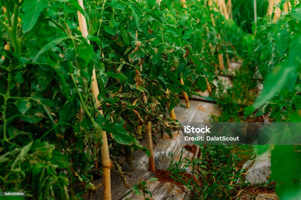 Tomato rows in Don Duong Lam Dong are growing and infected with downy mildew Agriculture Stock Photo