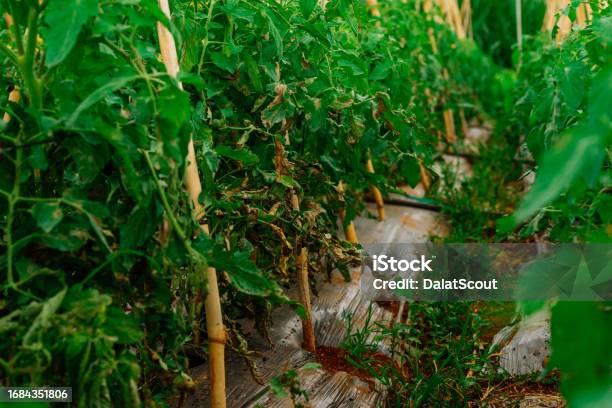 Tomato Rows In Don Duong Lam Dong Are Growing And Infected With Downy Mildew Stock Photo - Download Image Now