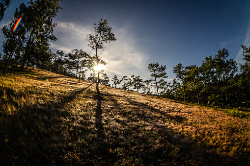 The morning sun rises on the pink grass hill in Da Lat, the flowering season