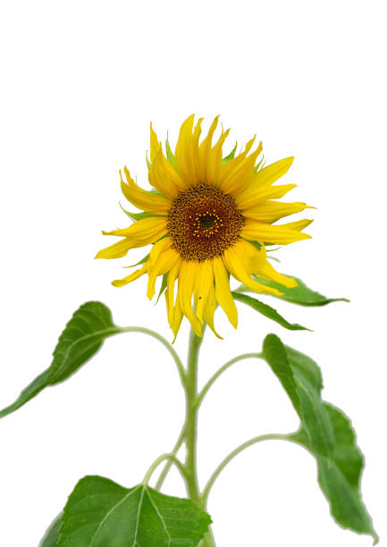 istock Close-up of a sunflower isolated on white background 1684352661