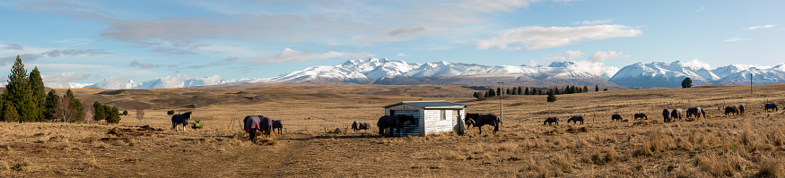 Winter in New Zealand, and horses loiter around a hut in Mackenzie Country and enjoy a fine view of the spectacular snowcapped peaks of the Southern Alps.