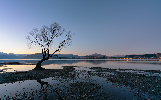Evening on New Zealand's South Island and the setting sun silhouettes the iconic tree found on the shores of Lake Wanaka.