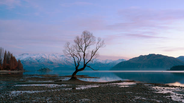 istock Dawn At The Lake Wanaka Tree, New Zealand 1684363661