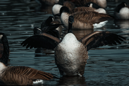 A beautiful animal portrait of a Canadian Goose spreading their wings on a lake
