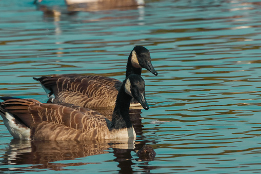 A beautiful animal portrait of a Canadian Goose on a calm and tranquil lake