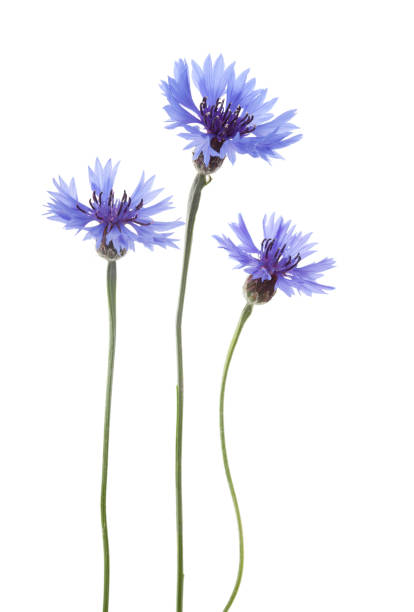 blu cornflowers (centaurea cyanus). - flower three objects beauty close up foto e immagini stock