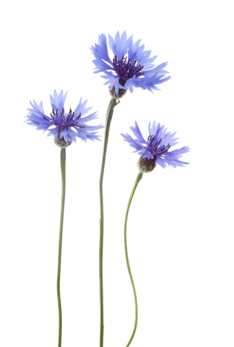 Blue Cornflower Flowers arranged in a row isolated on white background with shallow depth of field.