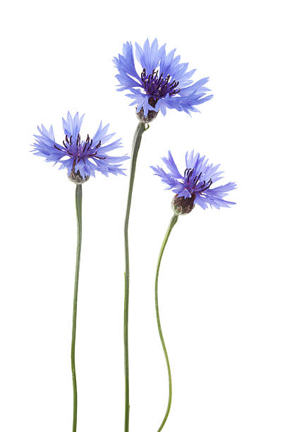 Blue Cornflowers ( Centaurea cyanus ). Blue Cornflower Flowers arranged in a row isolated on white background with shallow depth of field. cornflower photos stock pictures, royalty-free photos & images