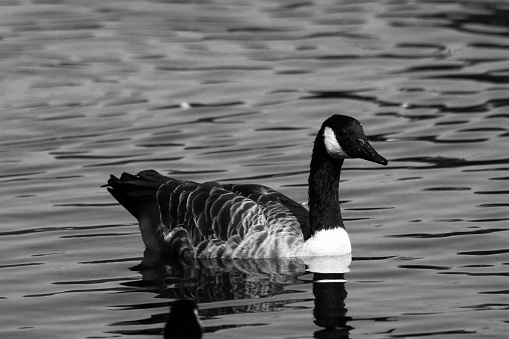 Two geese resting on the grass, in black and white.
