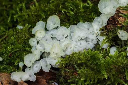 Delicatula integrella fungi bunch close up among moss, Bialowieza Forest, Poland, Europe