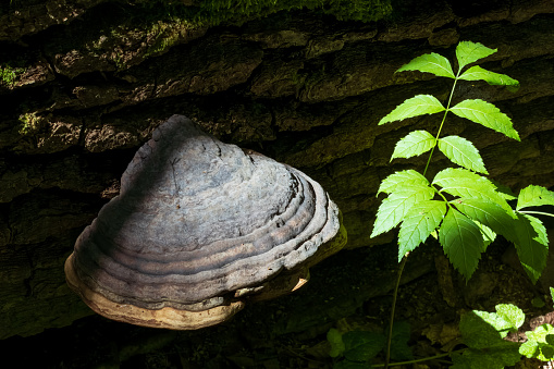 Giant Polypore fungi in fall growing on moss wrapped piece of dead oak wood, Bialowieza Forest, Poland, Europe